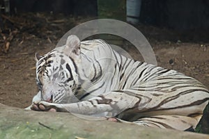 Close up white tiger is sit down and rest on floor