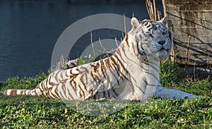 Close-up of a white tiger sitting on the grass looking at the camera and enjoying the sun