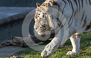 Close-up of a white tiger on a stroll.