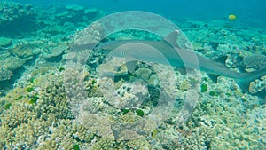 Close up of a white tipped shark on a reef at heron island