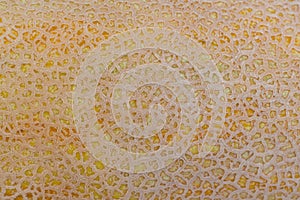 A close up white torpedo melon fruit texture background mock-up