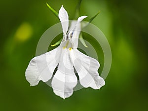 Close up white trailing Lobelia erinus flower in garden.