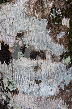 Close Up of white tree bark