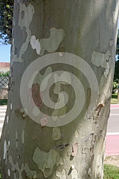 Close-up of a white tree bark, Spain