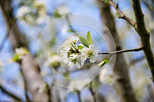 Close up of white tree blossoms
