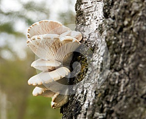 Close up of white tree fungus on bark of birch tree against blurry background with bokeh