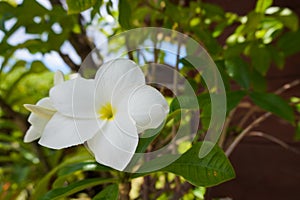 A white tropical  frangipani flower in front of a bungalow in Fakarava, French Polynesia photo