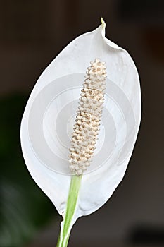 Close up of white tropical Spathiphyllum plant spadix flower