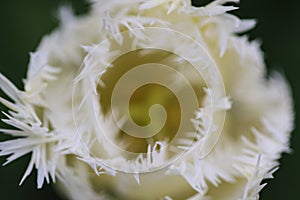 Close up of a white tulip with crenated leaves