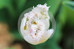 Close up of a white tulip with crenelated leaves.