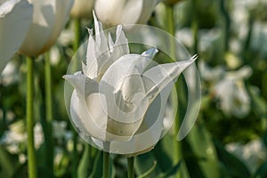 Close-up of a white tulip on a field of white tulips
