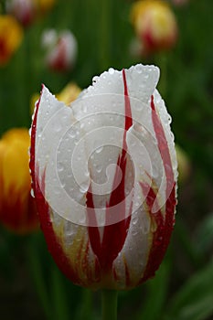 Rain on white and red tulip