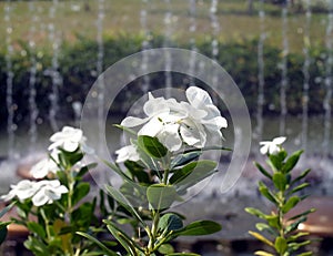 close-up white vinca flowers with blur fountain background under sunlight