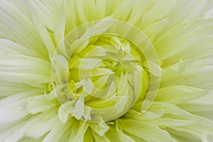 Close-up white violet dahlia in bloom