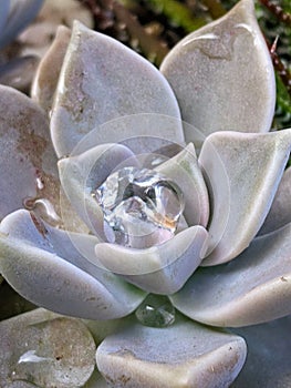 Close-up of a white-violet flower with water droplet