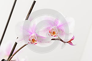 Close up white and vivid pink Phalaenopsis orchid flowers in full bloom isolated on a white wall in a studio background