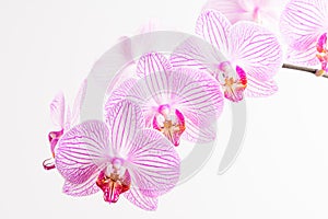 Close up white and vivid pink Phalaenopsis orchid flowers in full bloom isolated on a white wall in a studio background
