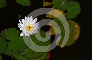 Close up white water lily flowers in pond