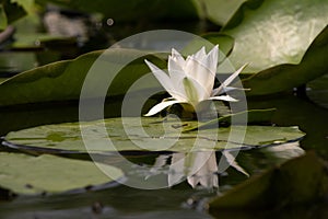 close up white water lily nufar