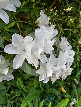 Close up of white white rhododendron simsii