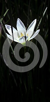 The beautiful and pure crocus with weeds