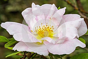 Close up of white wild rose in garden