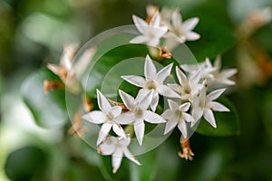 Close up of white wildflowers on a plant with herbaceous stems