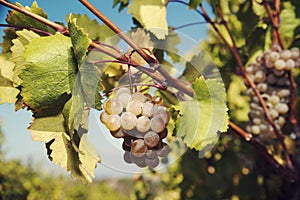 Close up of white wine cluster of grapes on a vine.