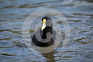 close-up of White-winged coot (Fulica leucoptera) photo