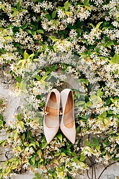 Close-up of white women`s shoes on the branches of a fragrant liana honeysuckle honeysuckle on a stone wall.