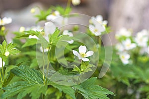 Close up for white wood anemone