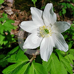 Close up of white wood anemone in spring