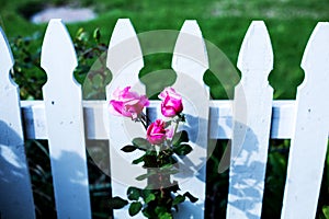 Close-up of white wooden fence and pink roses