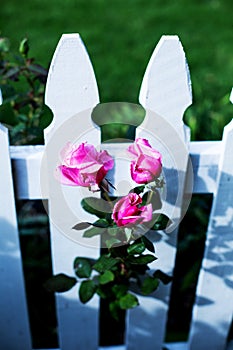 Close-up of white wooden fence and pink roses