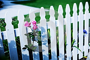 Close-up of white wooden fence and pink roses
