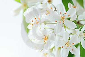 Close-Up of White and Yellow Blossoms With Green Leaves in Bright Daylight