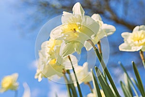 close up white and yellow daffodils in spring sunny day bottom view