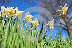 close up white and yellow daffodils in spring sunny day bottom view