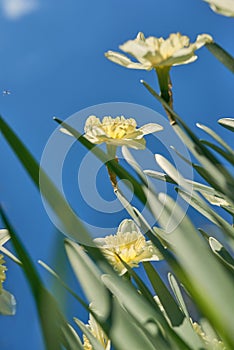 close up white and yellow daffodils in spring sunny day bottom view