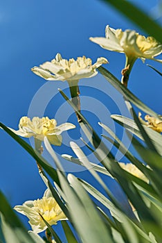 close up white and yellow daffodils in spring sunny day bottom view