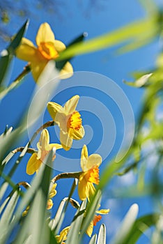 close up white and yellow daffodils in spring sunny day bottom view