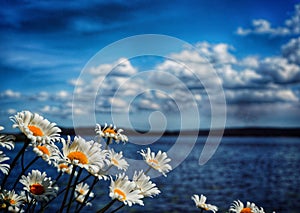 close-up of white and yellow flowering plants against sky