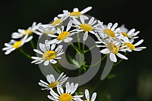 Close-up of white-yellow flowers on a black background.