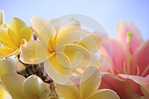Close up of white yellow frangipani flower petal with pink lilly