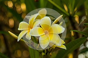 Close up of white and yellow Frangipani flowers. Blossom Plumeria flowers on natural blurred background. Flower background for