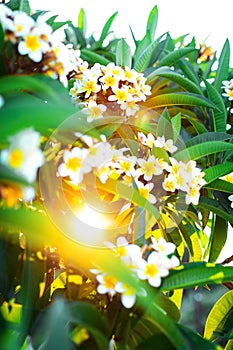 Close-up white and yellow plumeria flowers with leaves in the shining rays of setting sun. Branches of flowering