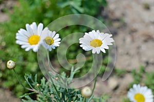 Close-up of white and yellow spring daisy flowers and yellow dandelions