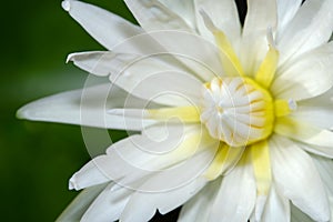 Close up white yellow water lily flower petal when blooming