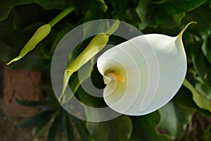 Close-up of White Zantedeschia Flowers, Calla, Arum Lily