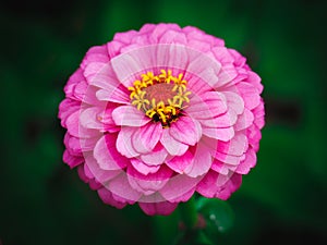 Close up of white Zinnia Elegans flower in the park. Common Zinnia